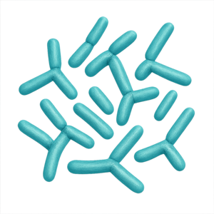 Bifidobacterium bifidum