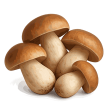 Boletes extract