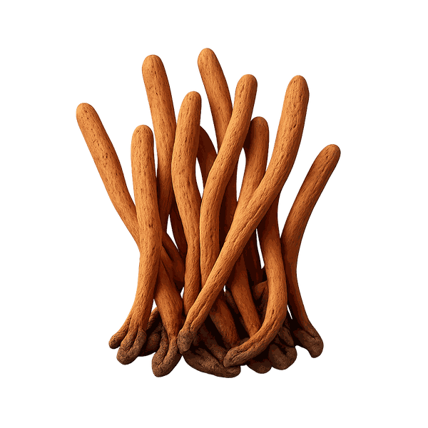 Cordyceps extract