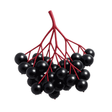 Elder Fruit Extract