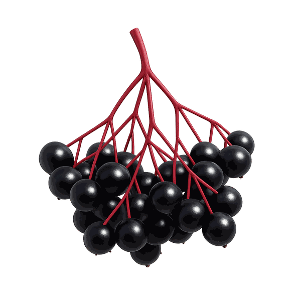 Elder Fruit Extract