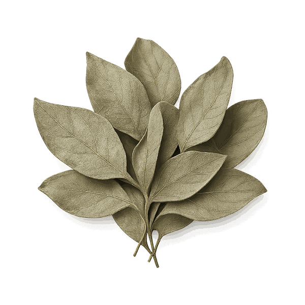 Forsythia Suspensa Leaf