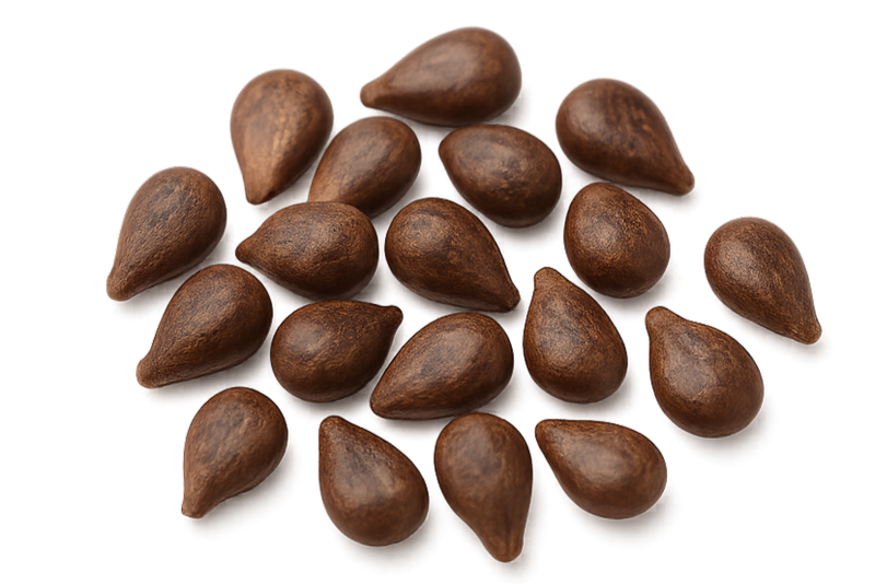 Grape Seed 30:1 Extract (Vitis vinifera) (Seed)