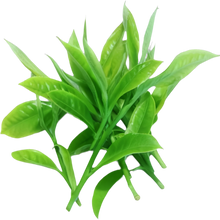 Green Tea 10:1 Extract (Camellia sinensis) (Leaf) 