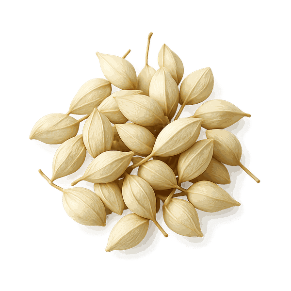 Japanese Pagoda Rutin Extract