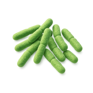 Lactobacillus acidophilus