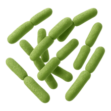 Lactobacillus brevis