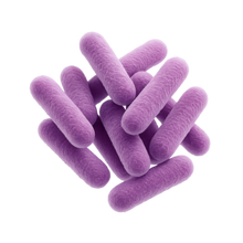 Lactobacillus fermentum