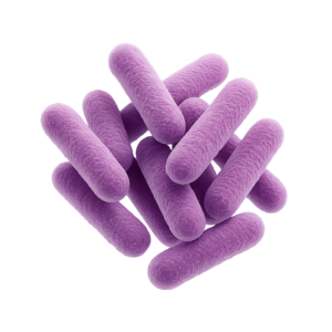 Lactobacillus fermentum