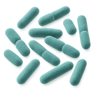 Lactobacillus rhamnosus