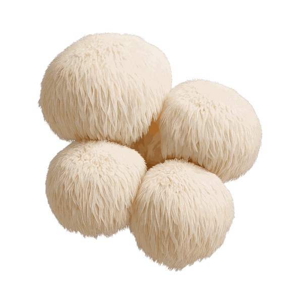 Lion's Mane Mushroom Extract