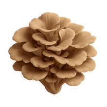 Maitake extract