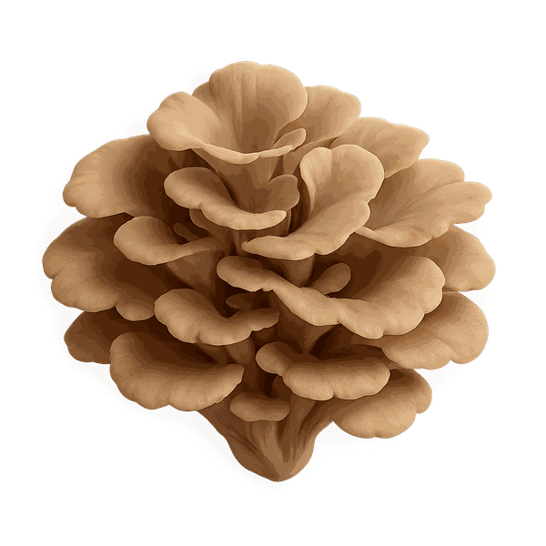 Maitake extract