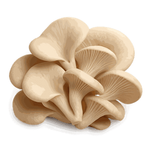 Oyster mushroom extract