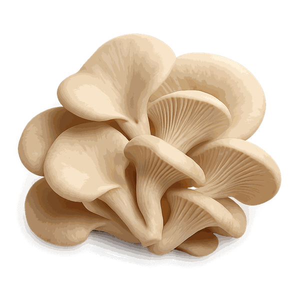 Oyster mushroom extract