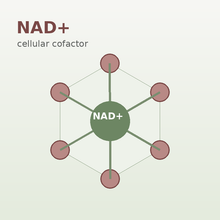 NAD+