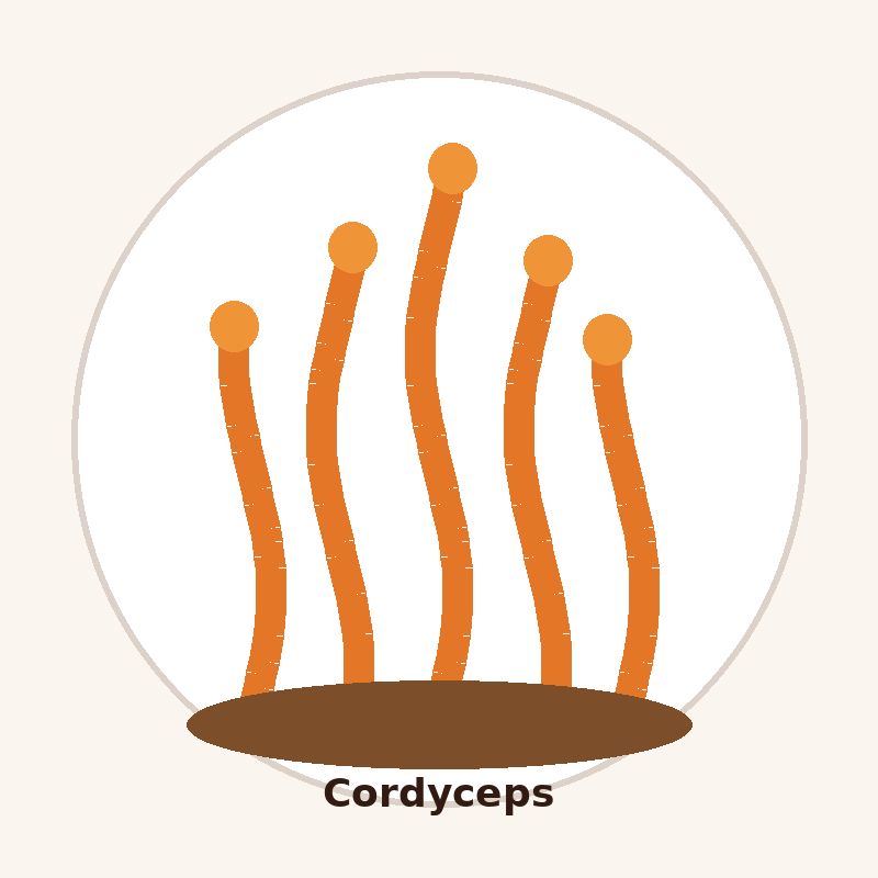 Cordyceps Extract