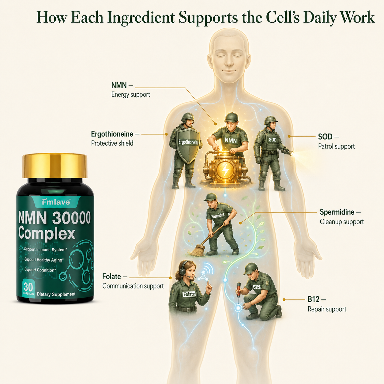 Infographic showing how NMN, ergothioneine, SOD, spermidine, folate, and B12 support the cell’s daily work.